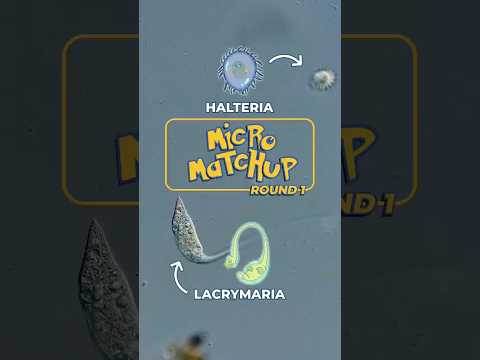 Round 1: Who will win? Lacrymaria vs. Halteria