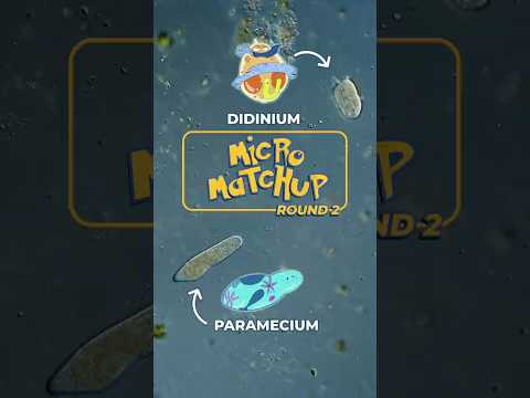 Round 2: Who will win? Didinium vs Paramecium