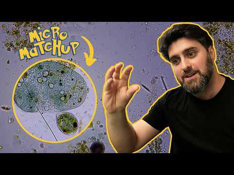 Duke Ecologist Reacts to Protist Predator Battles | Real Microscope Footage
